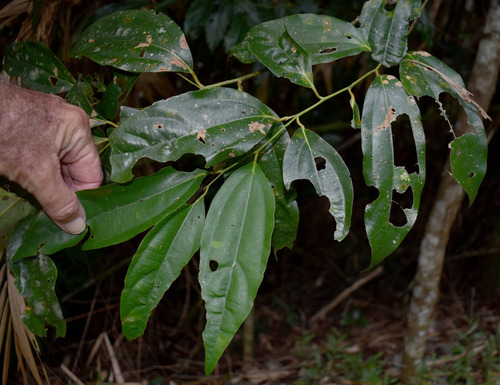 Cryptocarya grandis, 2023-06-30