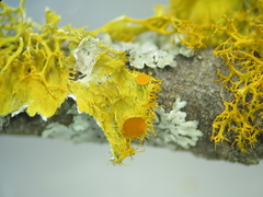 Teloschistes hypoglaucus