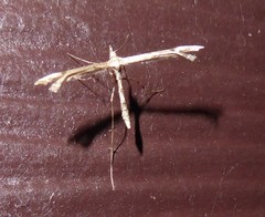 Amblyptilia