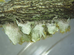 Teloschistes hypoglaucus