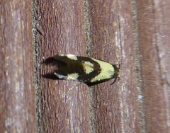 Opogona comptella