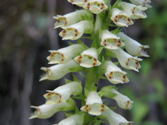 Digitalis micrantha