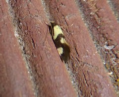 Opogona comptella