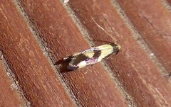 Opogona comptella