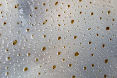 Rhopilema hispidum
