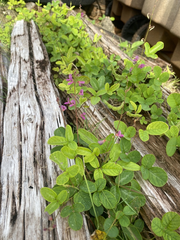 creeping beggarweed from George Washington High School, Mangilao, Guam ...