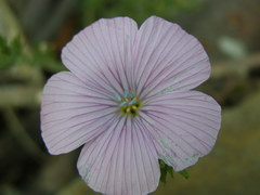 Linum viscosum