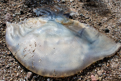 Rhopilema hispidum