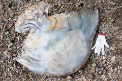 Rhopilema hispidum