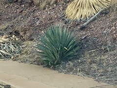 Agave palmeri