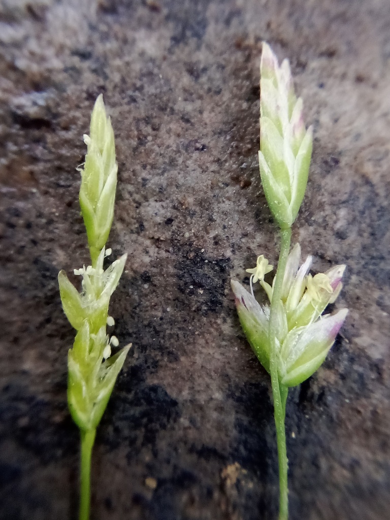 Early Meadow-grass (Poa infirma) · iNaturalist