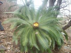 Dioon purpusii
