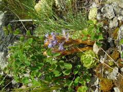 Orobanche coerulescens