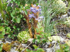 Orobanche coerulescens