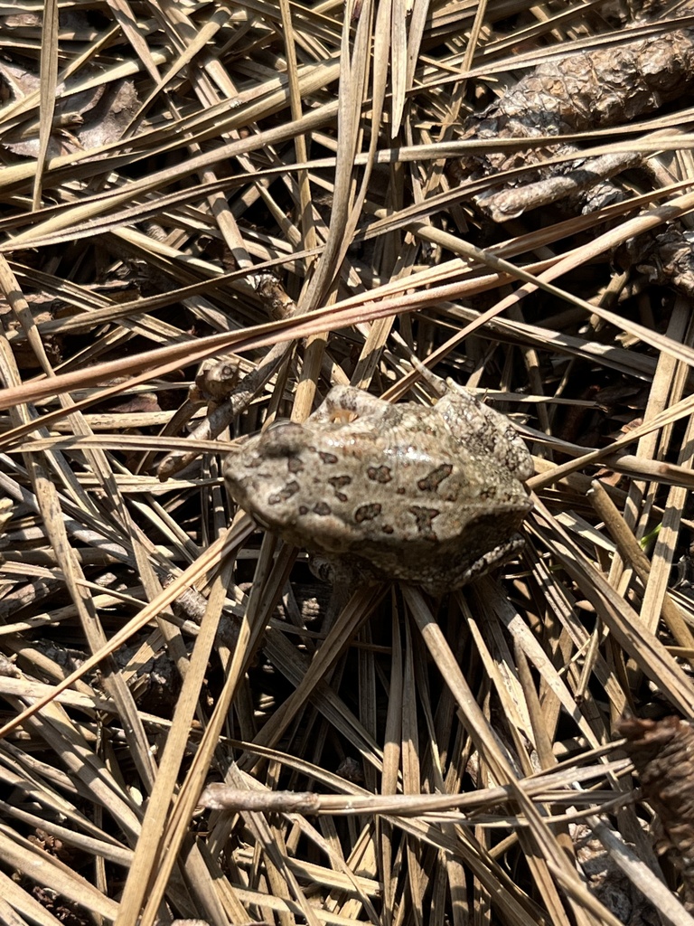 Fowler's Toad from Stoney Rd, Raleigh, NC, US on August 22, 2023 at 04: ...