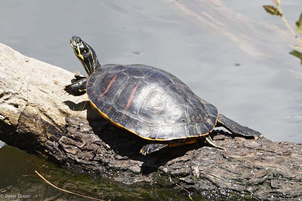 Northern Red-bellied Cooter in August 2023 by peteeliot · iNaturalist