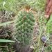 Mammillaria duoformis - Photo (c) Leticia Soriano Flores, μερικά δικαιώματα διατηρούνται (CC BY-NC), uploaded by Leticia Soriano Flores