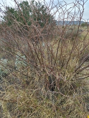 Bursera laxiflora
