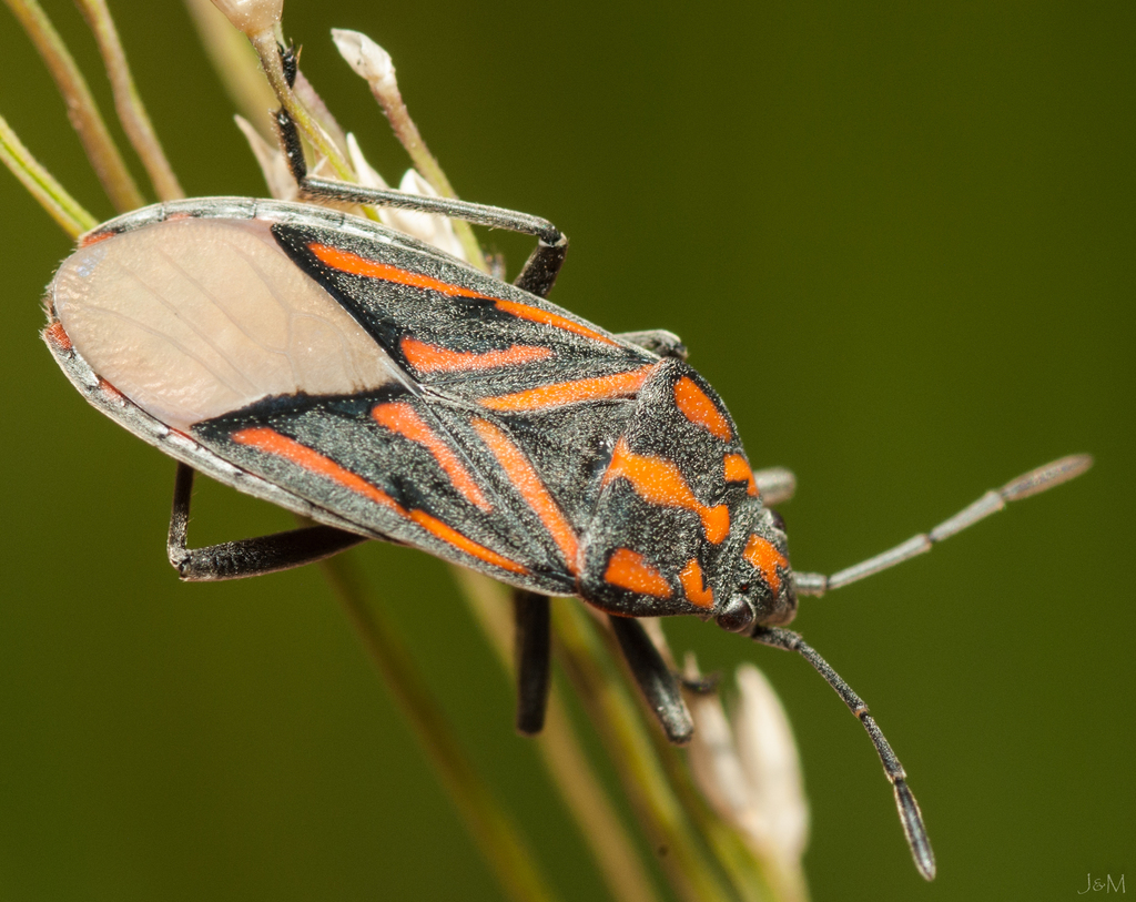 Spilostethus lemniscatus