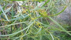 Acacia saligna