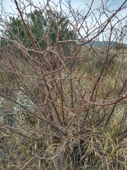Bursera laxiflora