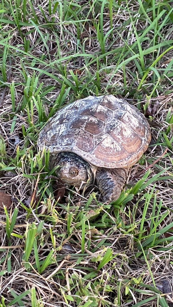 Common Snapping Turtle From Croatan National Forest, Cape Carteret, Nc 