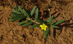 Talinum caffrum