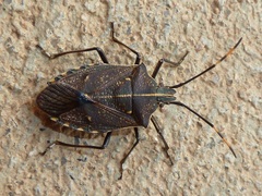 Omyta centrolineata