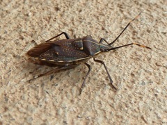 Omyta centrolineata