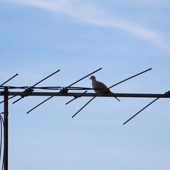 Streptopelia decaocto