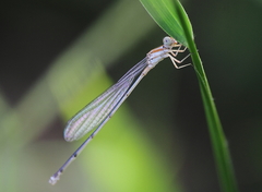 Pseudagrion pilidorsum declaratum