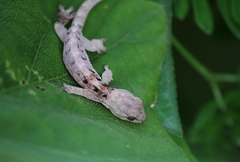 Hemiphyllodactylus typus
