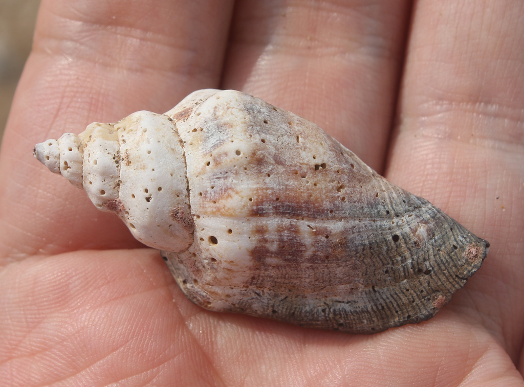 Canarium urceus