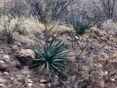 Agave palmeri