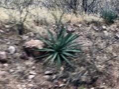 Agave palmeri