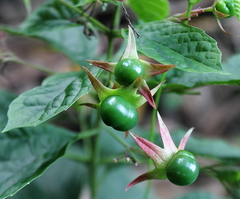 Clerodendrum calamitosum
