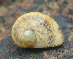 Nerita polita