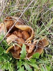 Peziza repanda image