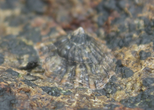 Siphonaria japonica