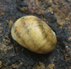 Nerita polita