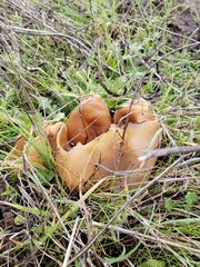 Peziza repanda image