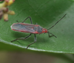 Thunbergia marginata
