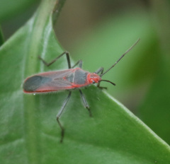 Thunbergia marginata