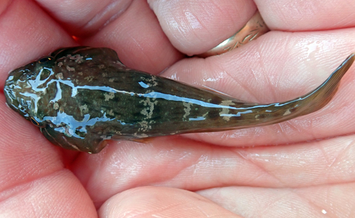 Lumpfish clingfish (Trachelochismus pinnulatus) — Gobiesocidae