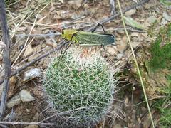Mammillaria mystax