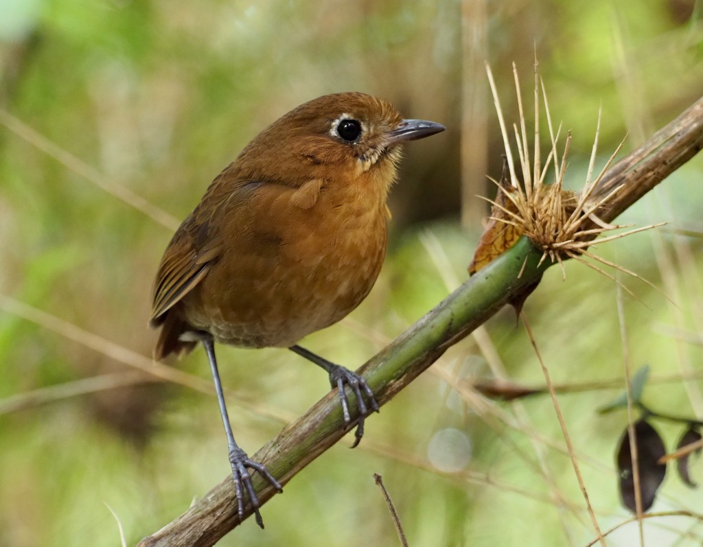 Sierra Nevada Antpitta (Grallaria spatiator) photo