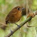 Sierra Nevada Antpitta - Photo (c) Gaell Mainguy, some rights reserved (CC BY-NC-ND), uploaded by Gaell Mainguy