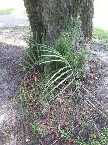 Butia odorata