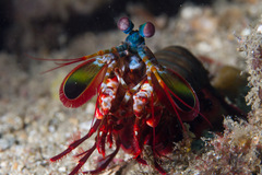 Odontodactylus scyllarus