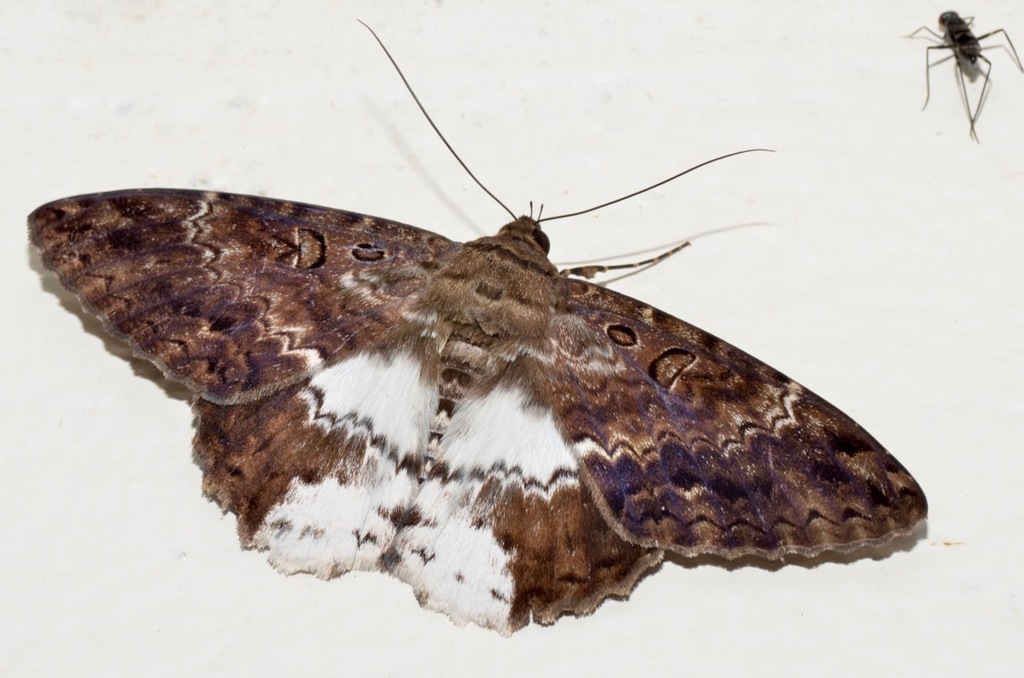 Feigeria melba
